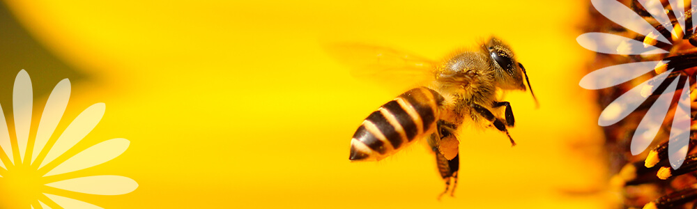 bee flying Eising Garden Centre