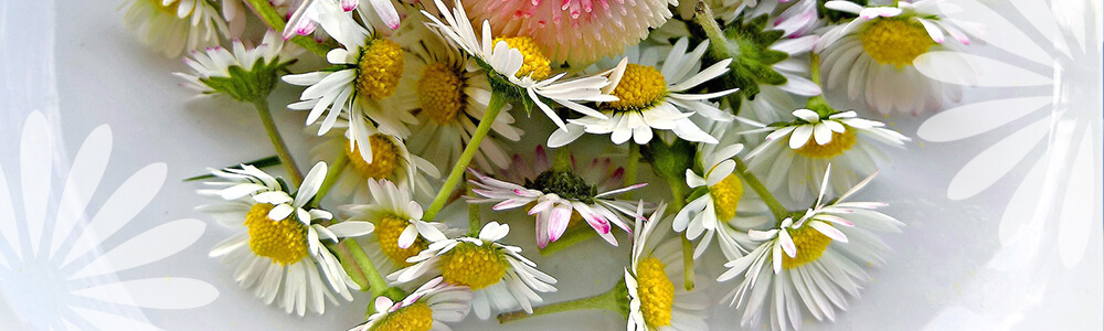 chamomille flowers Eising Garden Centre