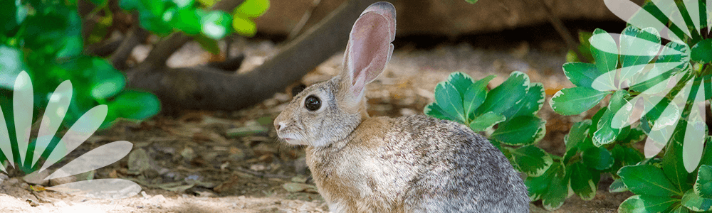 rabbit in garden Eising Garden Centre