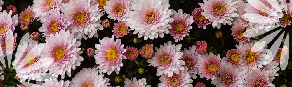pink chrysanthemums Eising Garden Centre