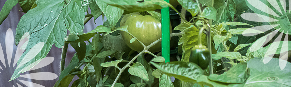 tomato plant Eising Garden Centre