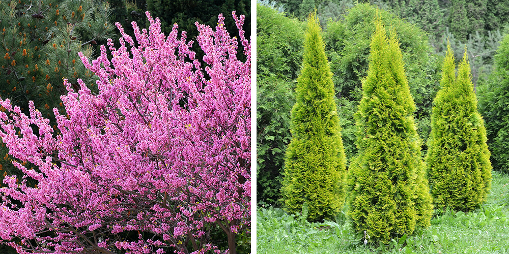 our top trees to plant this fall eastern redbud emerald cedar