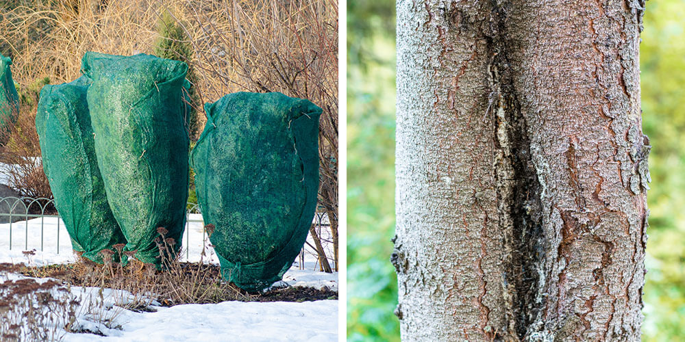 https://eising.ca/wp-content/uploads/2020/11/blog-images-tree-protectiontree-protection.jpg?utm_source=chatgpt.com
