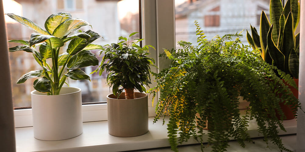 indoor plants by a windowsill