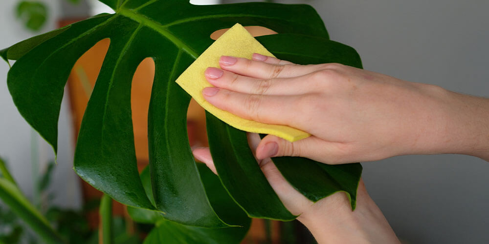 woman cleaning off Monstera plant - wiping down the leaves