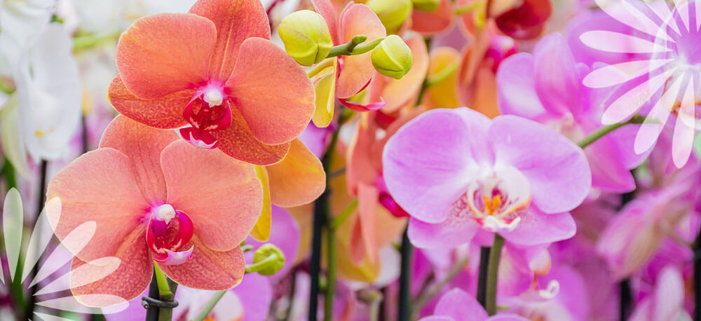 moth orchid flowering houseplant Eising Garden Centre