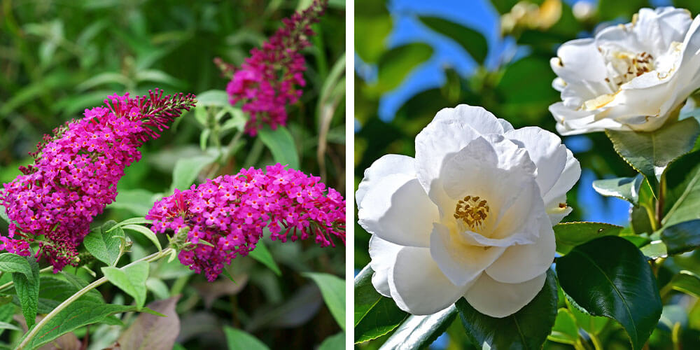 butterfly bush and camellia flowers