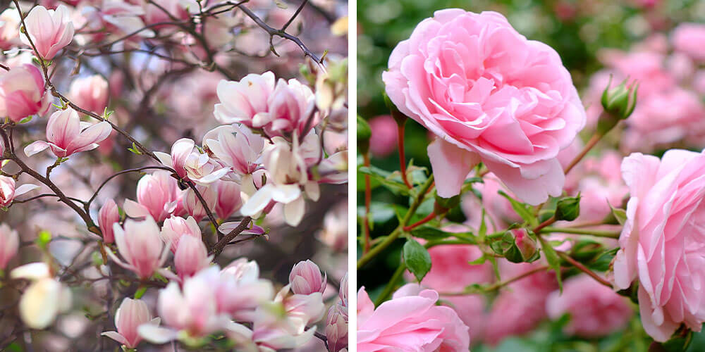 magnolia and rose blooms
