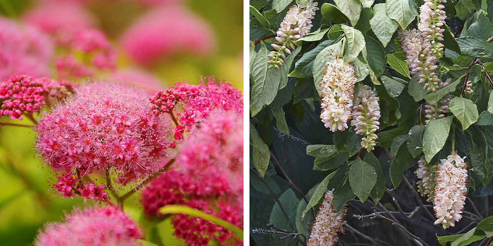 spirea and summersweet flowers