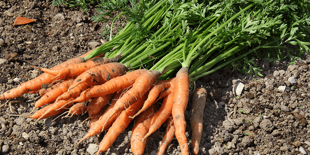 carrots from garden Eising Garden Centre