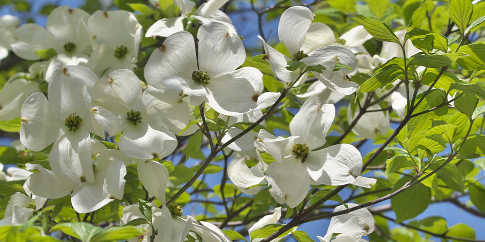 eastern flowering dogwood