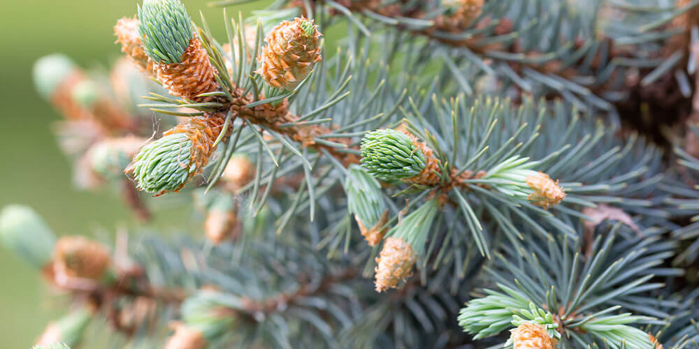 white spruce tree