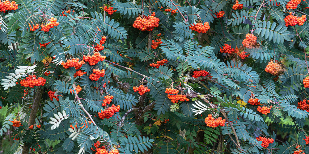 mountain ash tree