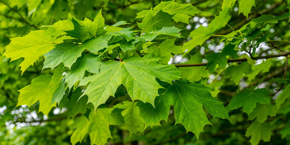 sugar maple tree