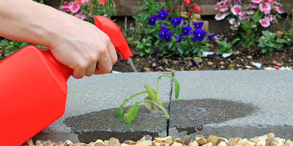 spraying garden weeds with vinegar