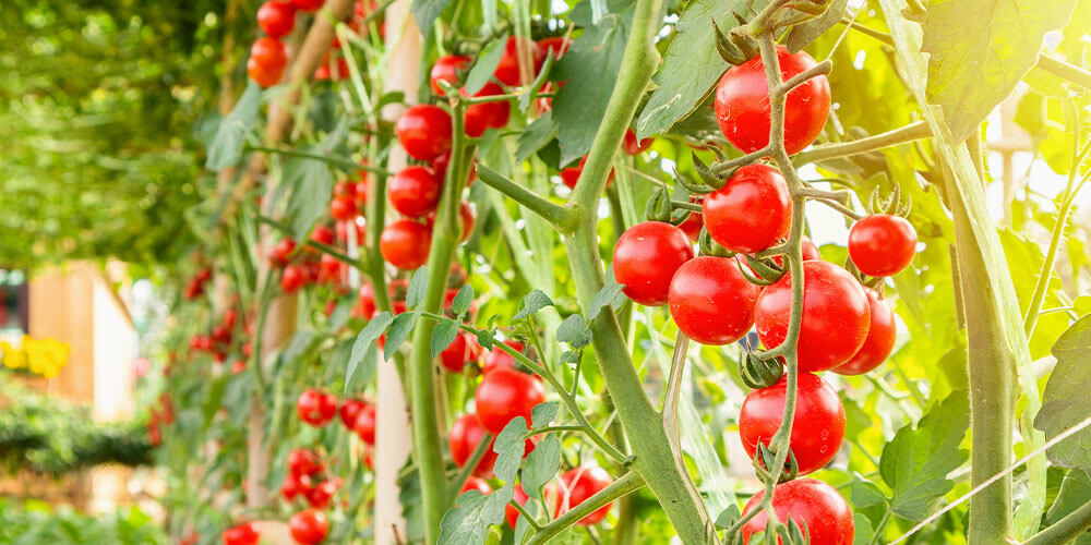 biljke rajčice koje rastu na suncu