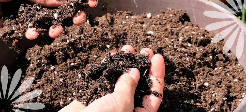 hands with soil Eising Garden Centre