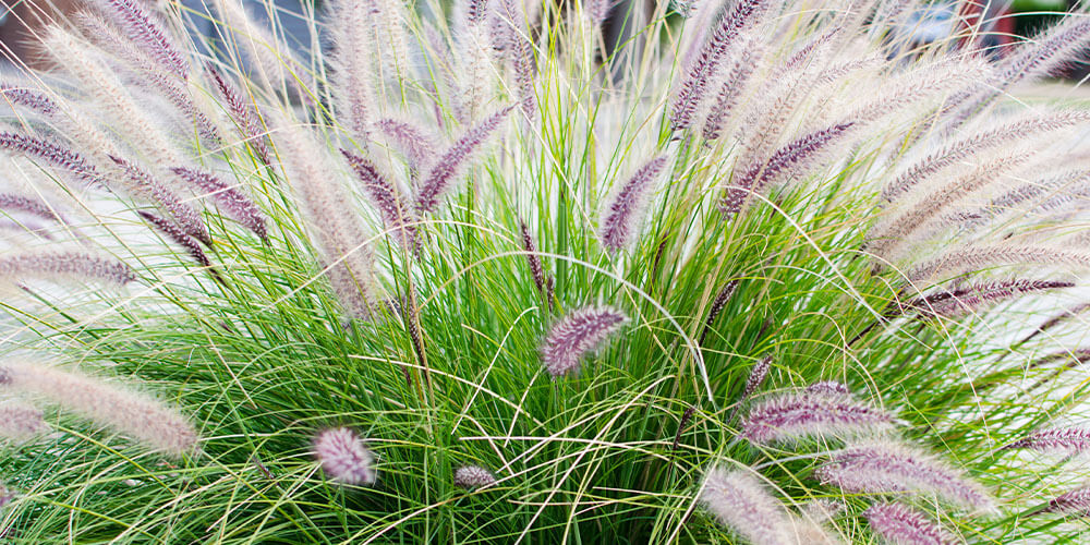 pennisetum grass Eising Garden Centre