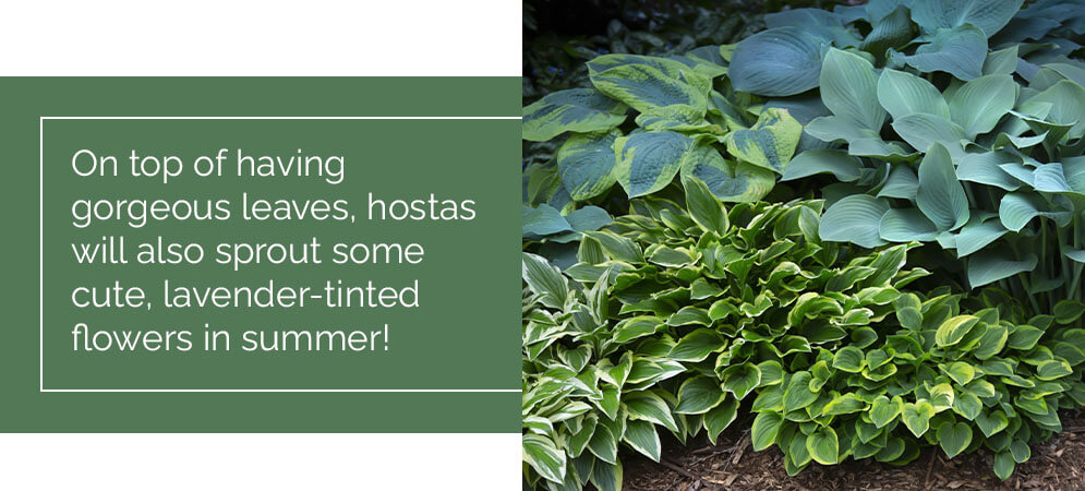 hosta perennial Eising Garden Centre