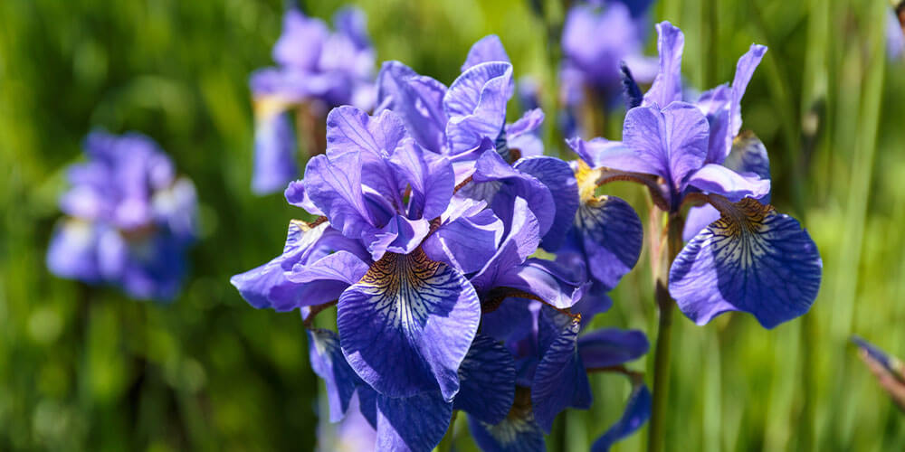 siberian iris plant Eising Garden Centre