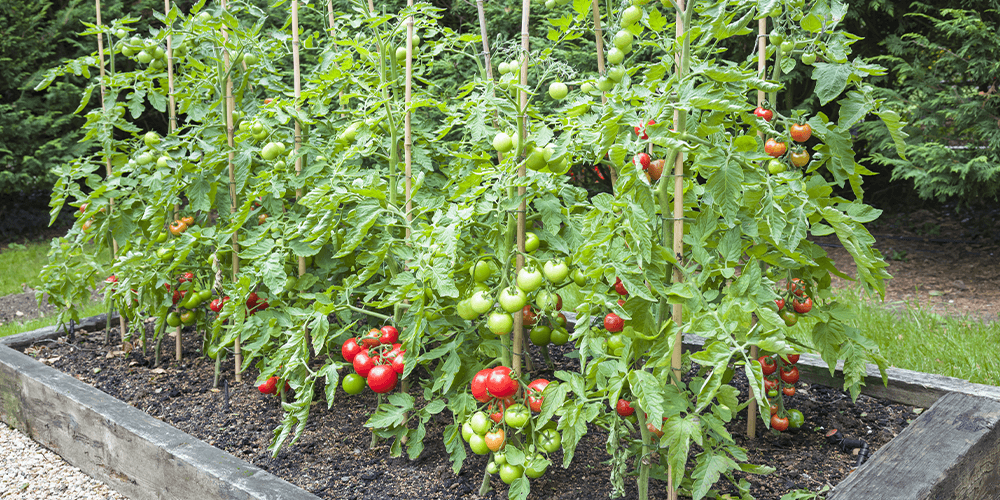 tomato plants growing in raised bed