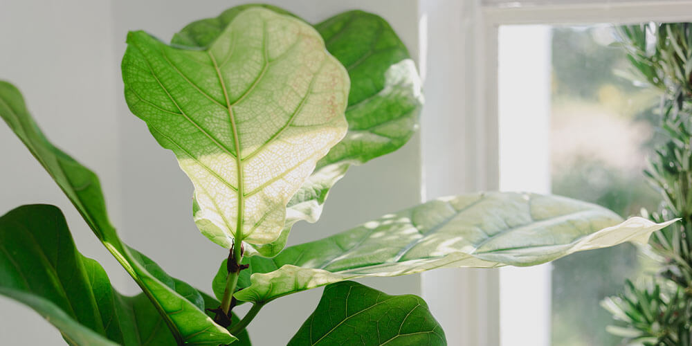 fiddle leaf fig