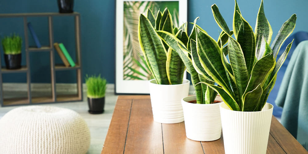snake plants