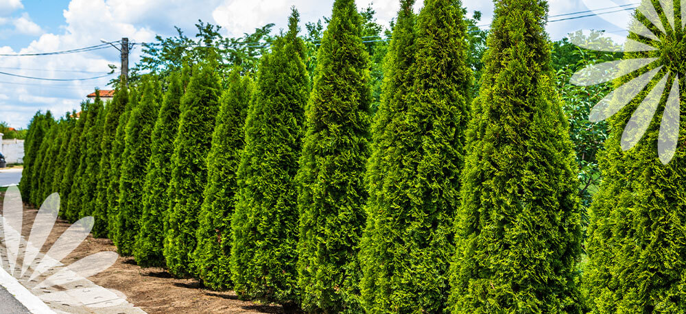 cedar trees privacy wall Eising Garden Centre