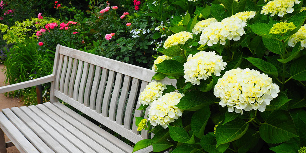 hydrangea in garden