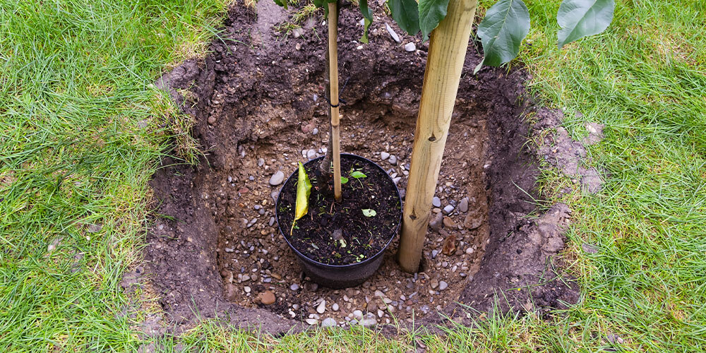 large hole dug for planting new tree Eising Garden Centre