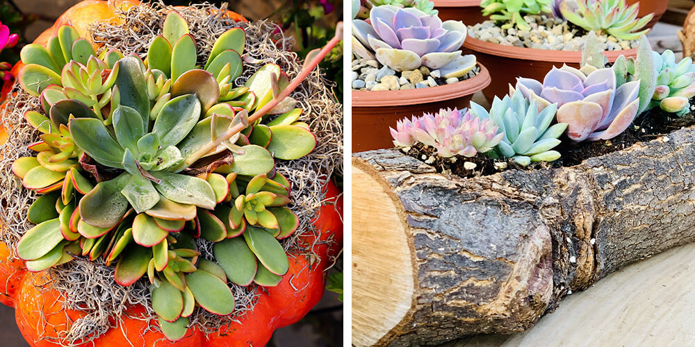 succulent log planter and succulent pumpkin planter Eising garden centre