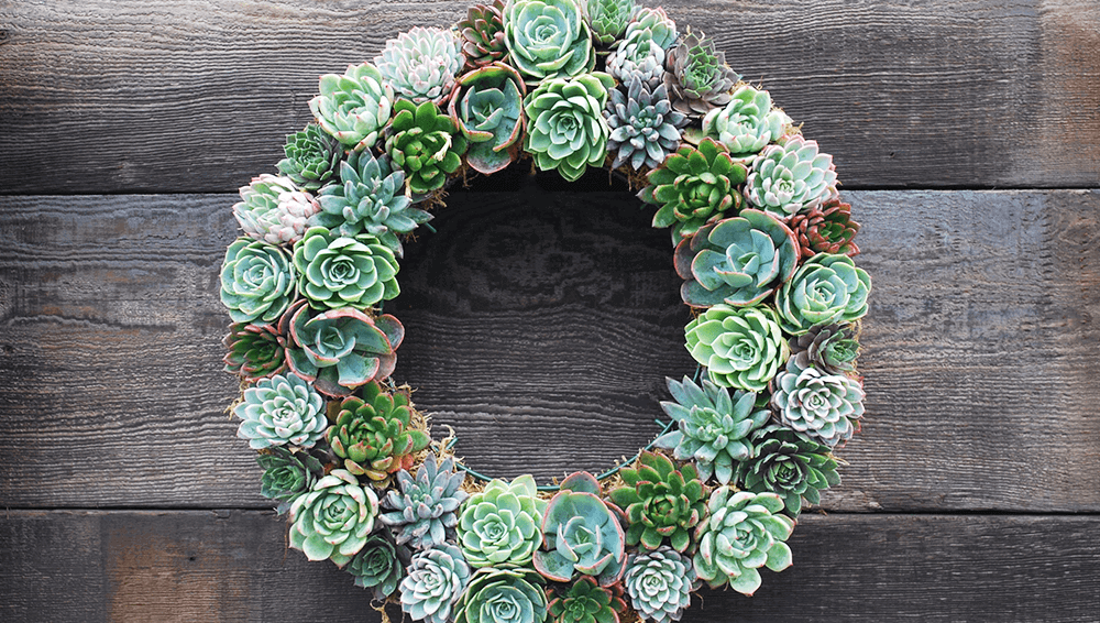 Eising garden centre-displaying succulents