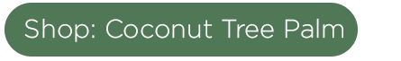 Coconut Tree Palm eising exotics