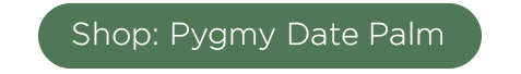 SHOP PYGMY DATE palm