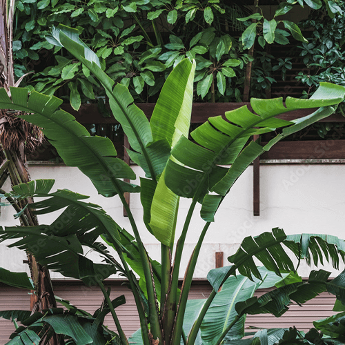 -bird of paradise outdoors eising exotics