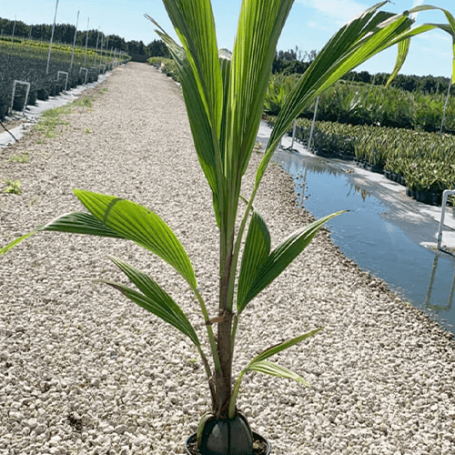 -coco palm eising exotics