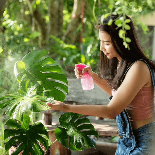 -monstera deliciosa plant eising exotics