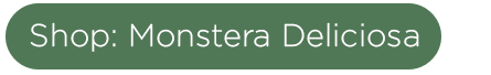 monstera deliciosa eising exotics