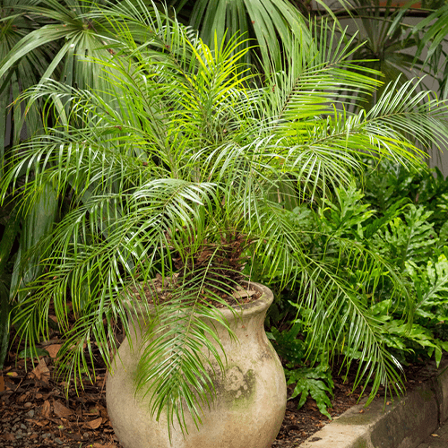 -pygmy palm eising exotics