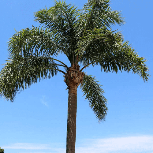 -queen palm eising exotics