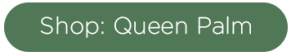 shop queen palm