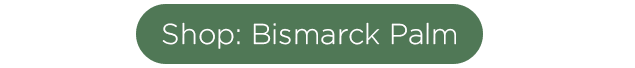 BISMARCK PALM SHOP NOW