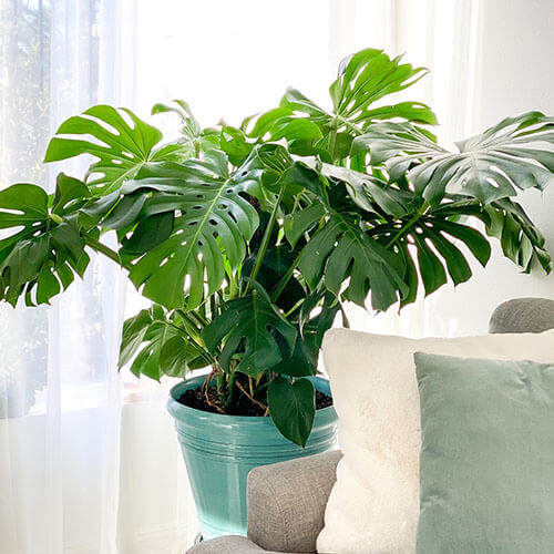 eising exotics monstera deliciosa
