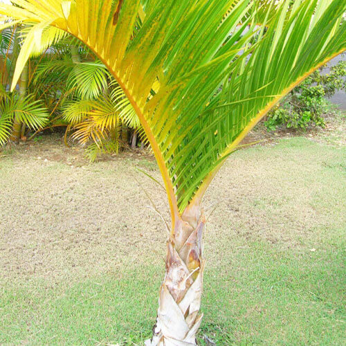 eising exotics spindle palm