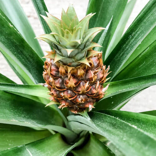 eising exotics pineapple plant