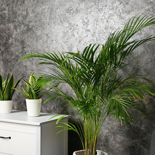 eising exotics areca palm