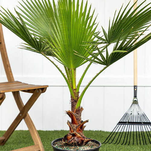 eising exotics washingtonia robusta palm
