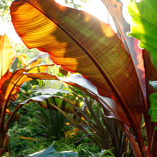 eising exotircs Red Abyssinian Banana