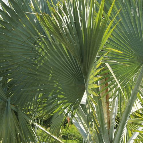 -bismarck palm eising exotics