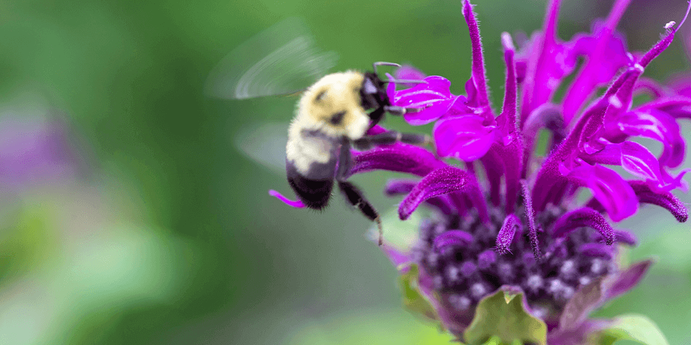 eising garden centre - bee balm flower pollination